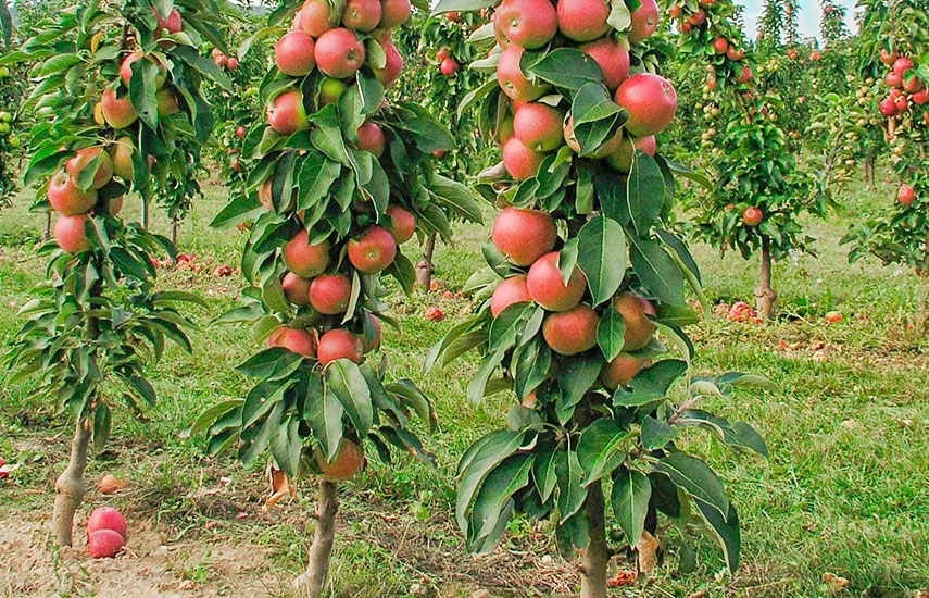 Колоновидные плодовые деревья - особенности и недостатки, обрезка