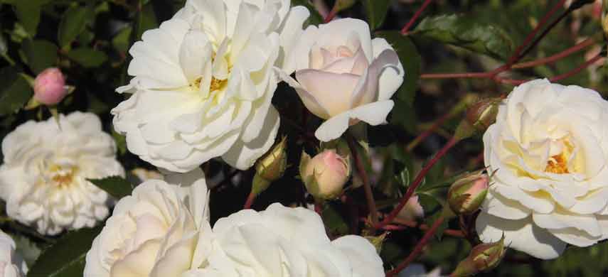 Морозостойкие сорта роз: описание, фото, отзывы