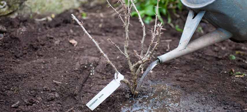 Плоды крыжовника - что собой представляют, на какой год плодоносит крыжовник и сколько живет растение