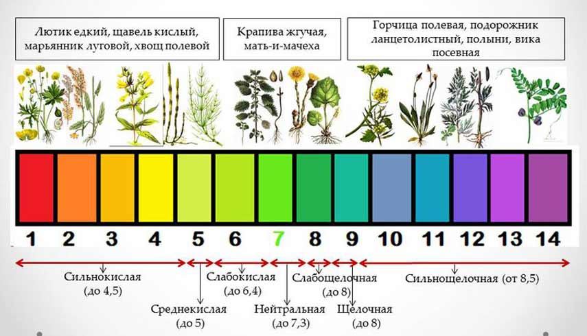 Таблица растений индикаторов почвы