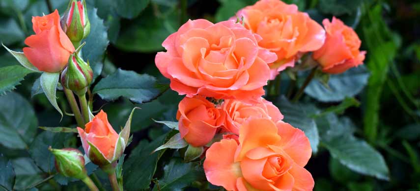 Морозостойкие сорта роз: описание, фото, отзывы