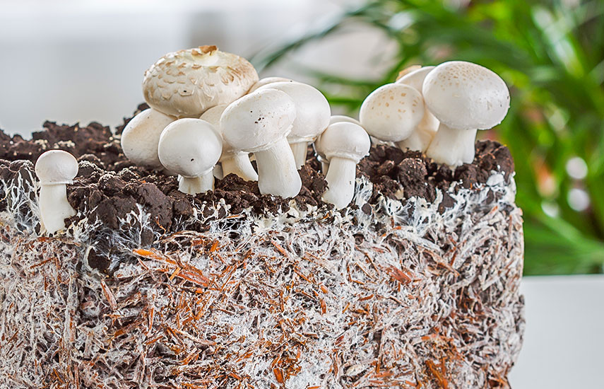 Выращивание грибов в теплице из поликарбоната круглый год