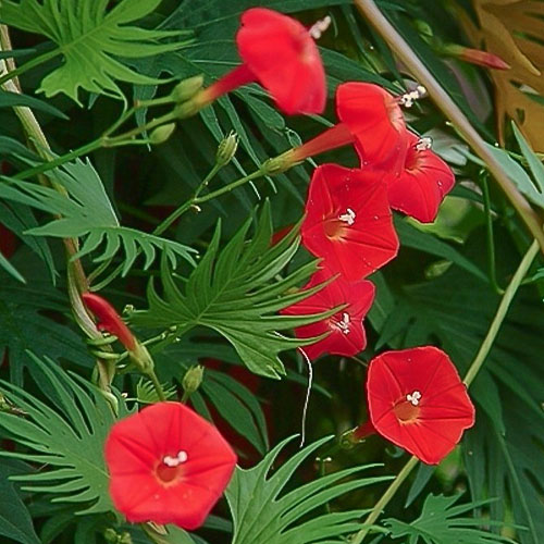 

Ипомея Кардинал Premium Seeds