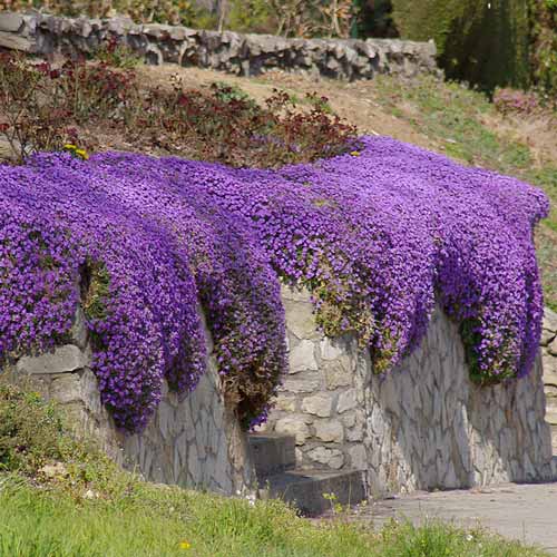 Цветок обриета - выращивание из семян, уход и фото сортов