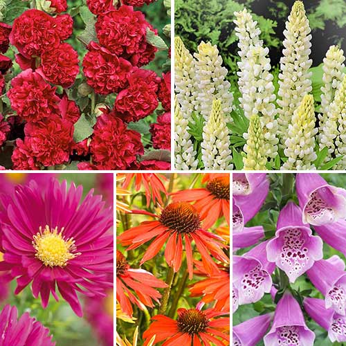 

Комплект многолетников Cottage Garden из 5 сортов