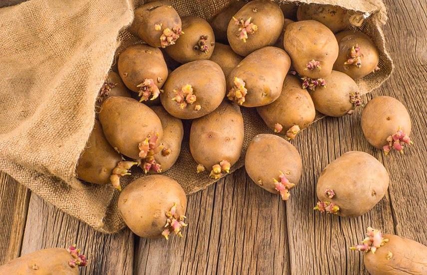 яровизация картофеля яровизация картофеля