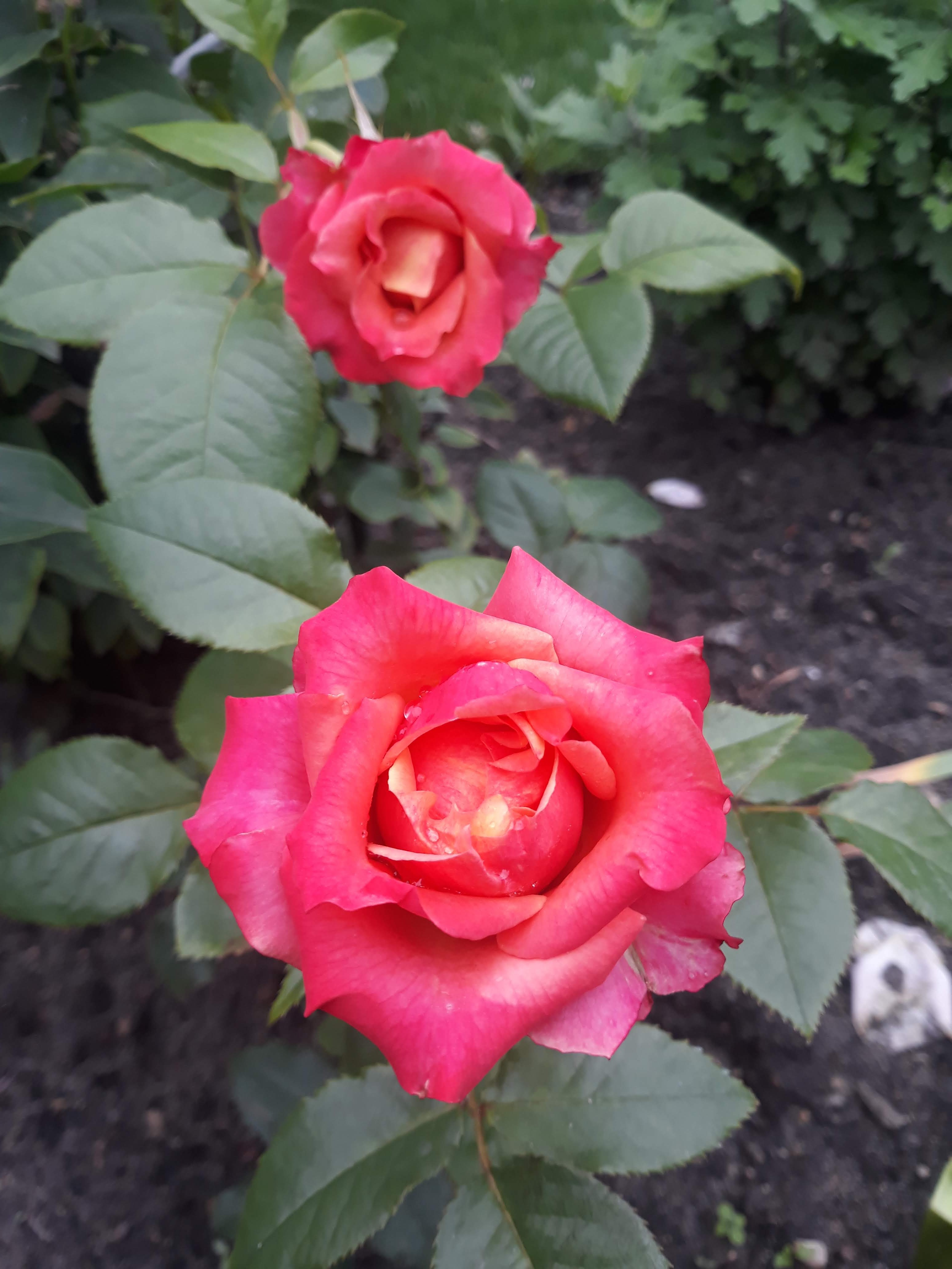 Чайно гибридные розы на даче фото