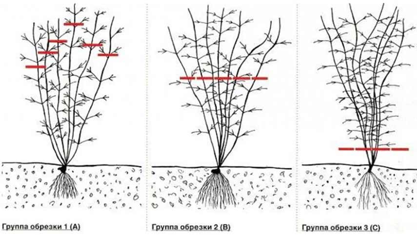 Укрытие клематисов на зиму фото 2