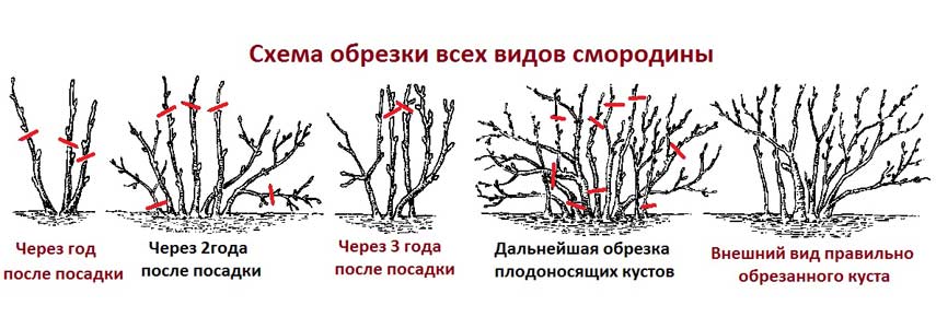 уход за смородиной весной фото 3