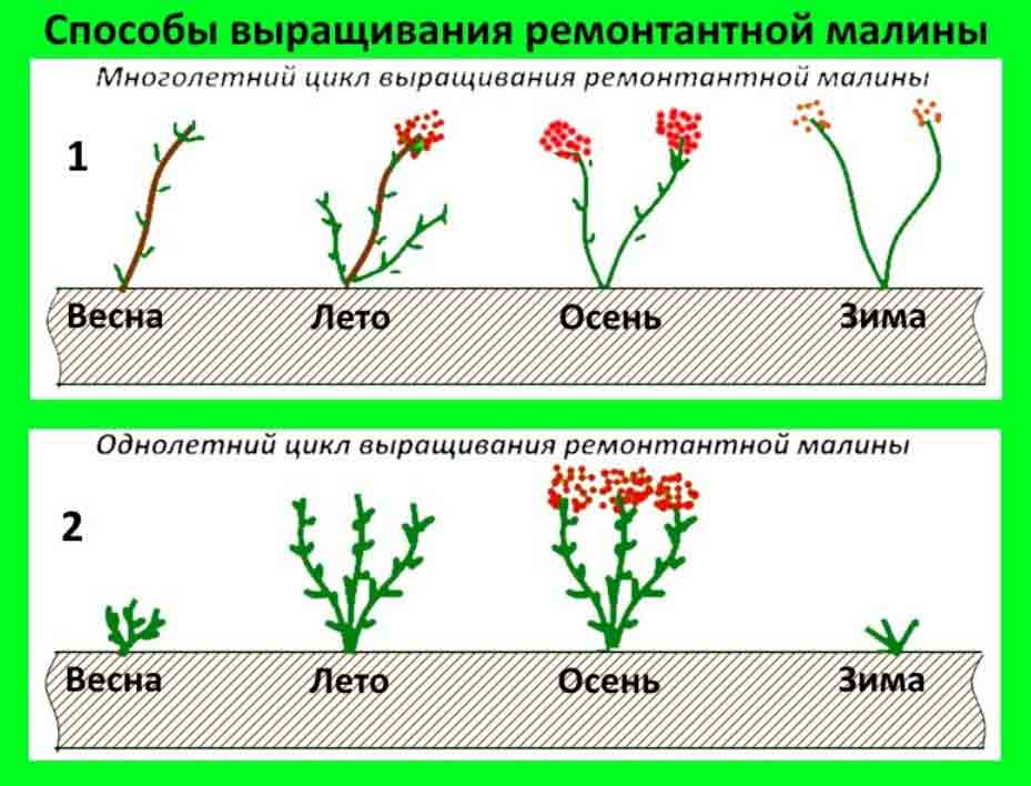 Сколько лет живет ремонтантная малина. cikly vyrashchivaniya shapki monomahi. Сколько лет живет ремонтантная малина фото. Сколько лет живет ремонтантная малина-cikly vyrashchivaniya shapki monomahi. картинка Сколько лет живет ремонтантная малина. картинка cikly vyrashchivaniya shapki monomahi. Особенности ремонтантного сорта: сколько лет, как часто, в какие периоды плодоносит ремонтантная малина. Читайте сегодняшнюю статью и готовьтесь к посадке одной из вкуснейших ягод у себя на огороде.